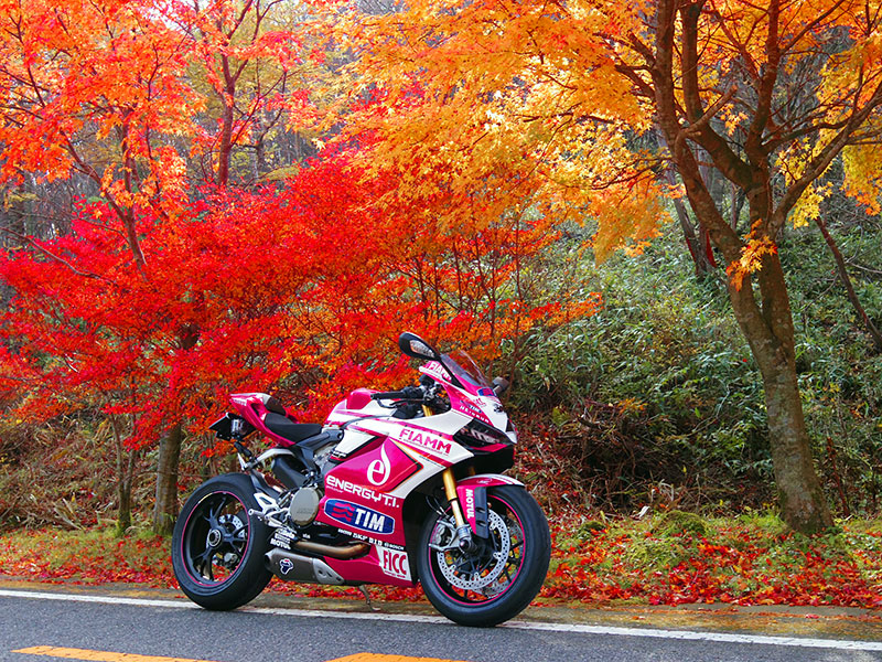 茶臼山高原 紅葉
