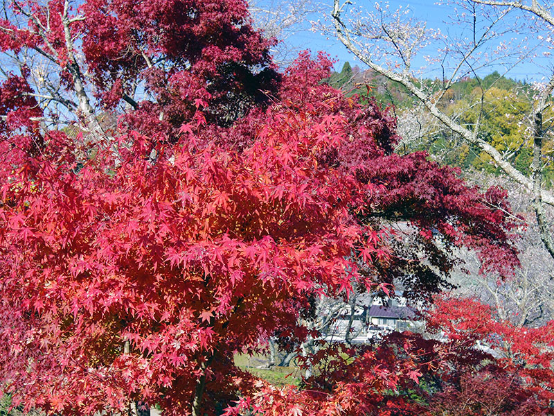 四季桜と紅葉2